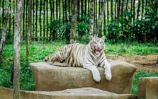 Tỷ phú Phạm Nhật Vượng tuyển người phát thức ăn cho hổ, báo, sư tử…thậm chí bơi cùng nàng tiên cá
