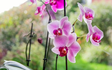 Hoa lan "rất thích" được bón thứ này vào mùa thu: Nhà nào cũng có sẵn!