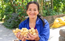 Đặc sản tiến vua vào mùa thu hoạch, nông dân xứ Tiên bỏ túi bạc triệu