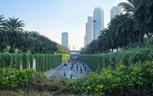 Hà Nội định hướng mỗi tuyến phố trồng một loài cây đặc trưng