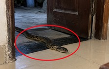 Thấy rắn vào nhà lúc nửa đêm làm gì đầu tiên?