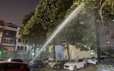 Hà Nội chưa có kế hoạch đánh chuyển, tỉa bớt cây hoa sữa ra khỏi khu dân cư