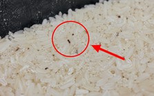 Nói thật: Gạo cất 5 nơi này chỉ tổ nuôi mọt, sinh mốc, rước nguy cơ vào bữa cơm