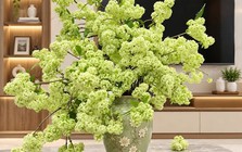 Lời khuyên cho những chị em thích cắm hoa sữa trong nhà