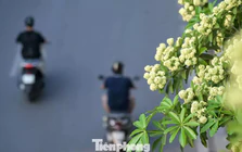 Hàng nghìn cây hoa sữa nở dày đặc trên các tuyến phố phía Tây Hà Nội
