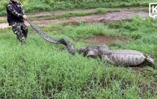 Phát hiện con trăn khổng lồ bụng phình to bất thường, lực lượng chức năng vào cuộc điều tra