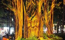 Độc đáo trình diễn 3D Mapping trên cây đa cổ bên Hồ Gươm