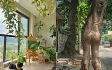 Ông bà nói: Đừng mang cây dữ vào nhà, cây càng thịnh thì người càng suy - Sự thật là gì?