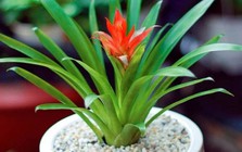 5 loại cây dễ thu hút muỗi nếu trồng trong nhà