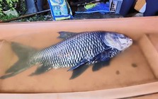 Người dân bắt được con cá chép khổng lồ nặng 60kg gần bờ sông