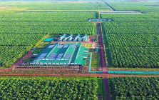 Việt Nam có một tỷ phú sang Lào, Campuchia trồng chuối quy mô lớn: Ký hợp đồng 10 năm với 'ông lớn' nông nghiệp Mỹ, phạt 1 USD/thùng nếu không đủ 90% cam kết