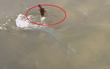 Người dân ghi lại cảnh tượng "nổi da gà" trên mặt hồ tĩnh lặng