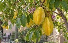 5 lý do gia đình có sân vườn nên trồng một cây khế trước nhà: Lý do cuối liên quan đến phong thủy