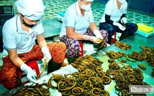 Bất ngờ về làng nghề chế biến con "đặc sản" thu về hàng trăm tỷ đồng mỗi năm