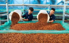 Xuất khẩu cà phê lập kỷ lục, mang về 8,5 tỷ USD
