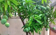 3 loại cây ăn quả chớ trồng sát nhà