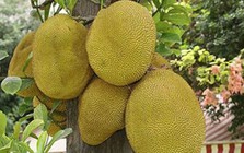 Nhiều gia đình trồng mít trong sân vườn, hóa ra không chỉ để lấy quả