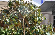 Vì sao nhiều gia đình thích trồng cây vú sữa trong sân nhà? Hóa ra không chỉ để lấy quả