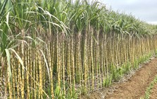 Bất ngờ với cách người Việt "đóng băng" cây mía, trở thành mặt hàng được săn đón tại Mỹ và Hàn