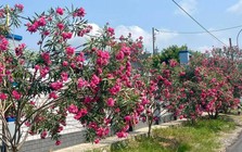 Hà Nội cấm trồng 18 loại cây nơi công cộng: Có tới 16 cây chứa độc tố và nguy hại sức khỏe
