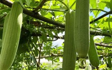 Bộ phận của quả mướp nhiều người vứt bỏ không ngờ có công dụng bất ngờ