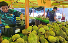 Đua với sầu riêng Việt Nam, Thái Lan, một đối thủ tính mở tuyến đường đặc biệt đi qua 4 nước, đưa sầu riêng tươi sang thị trường tỷ dân Trung Quốc