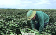 Tía tô có giá trị gì mà nông dân tính thu tiền tỷ?