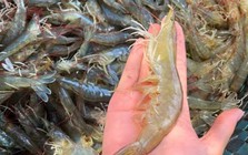 Mua tôm thấy 4 loại như này thì nhớ quay lưng mà đi, nhiều người bán hàng thậm chí còn không dám ăn