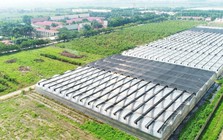 Giá lợn hơi giảm, Dabaco báo lãi ròng quý III/2026 giảm hơn 41% dù doanh thu tăng