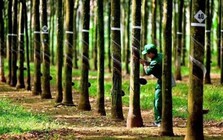Công ty cao su báo doanh thu cao nhất 55 quý, cổ phiếu đã tăng 30% trong 3 tháng qua