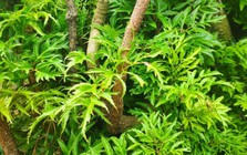 Đinh lăng - 'nhân sâm của người nghèo': Dùng sai cách coi chừng rước họa