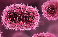 Pháp xác nhận trường hợp đầu tiên tử vong do nhiễm virus Shamonda