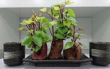 Nhiều gia đình trồng rau khoai lang trong nhà, hóa ra không chỉ để lấy ngọn ăn