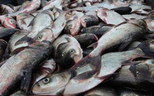 Loài cá thường bị chê vì mùi tanh nhưng lại là “kho báu” Omega-3 cực tốt cho sức khỏe