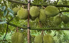 Xuất khẩu rau quả sát mốc 10 tỷ USD