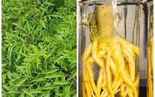 Bác sĩ hướng dẫn cách ngâm rượu rễ cây đinh lăng an toàn