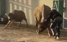 Trâu cái húc 6 người bị thương, lao vào đám cưới ở Lâm Đồng