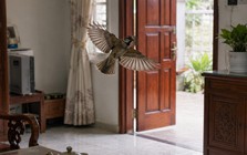 4 vật đột ngột vào nhà báo hiệu điềm xui, gia chủ cần lưu ý