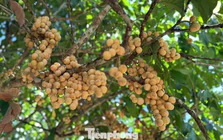 Bội thu đặc sản bòn bon 'tiến vua'