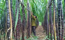 Mía đường Sơn La báo lãi sau thuế giảm 72%, chốt ngày chia cổ tức 100% bằng tiền mặt
