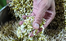 4 loại rau củ tế bào ung thư rất thích, "bán rẻ như cho" cũng đừng động vào dù chỉ 1 lần!
