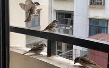 5 loài chim đột ngột ghé nhà báo hiệu phong thủy rất tốt