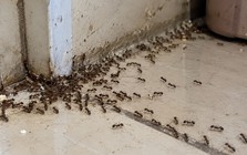 5 vật đột ngột vào nhà báo hiệu trời sắp thay đổi, người có kinh nghiệm nhìn là biết