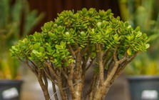 5 loại cây được ví như “nam châm hút tài lộc”: Vừa đẹp, vừa dễ trồng