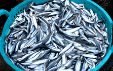 Loại cá giàu omega-3 canxi gấp 25 lần cá hồi nhưng giá rẻ hơn ít nhất 10 lần, chợ Việt đang bán đầy: "Nhỏ mà có võ", ít ngậm hóa chất