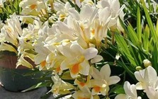 5 loài hoa cứ bung nở là cả căn nhà như được ướp hương, thơm đến mức hàng xóm đi ngang phải chạy vào hỏi xin một nhánh