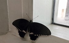 Ông bà dặn: 3 vật bất ngờ vào nhà hóa ra điềm tốt, đừng dại mà đuổi đi