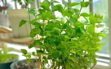 5 cây ác bước vào nhà, ông bà nhìn thấy muốn TIỄN ĐI NGAY: Phúc chưa kịp đến, họa đã chực chờ