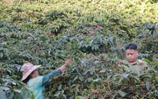 Cà phê Arabica của Sơn La sẽ lên sàn đấu giá tại Hawaii, Mỹ