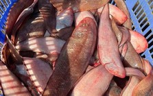 Loài cá là “kho báu” dưỡng chất, lại còn ít xương, nhiều thịt